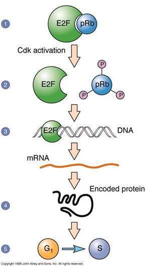 蜜蜂养殖-蜂群的检查“beat365亚洲体育官方网站”(图1) beat365官网