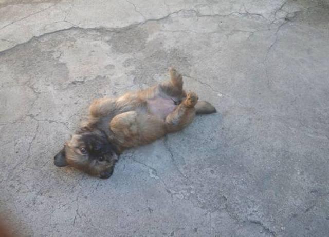 【beat365官网】刺激战场小奶狗晚玉 吃不了鸡的原因找到了!(图1) beat365官网