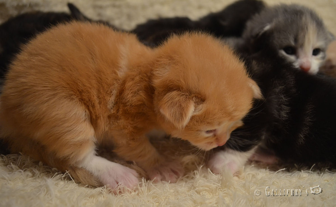 平顶山市育新幼儿园召开领导班子疫情防控专题会议:beat365官网(图1) beat·365