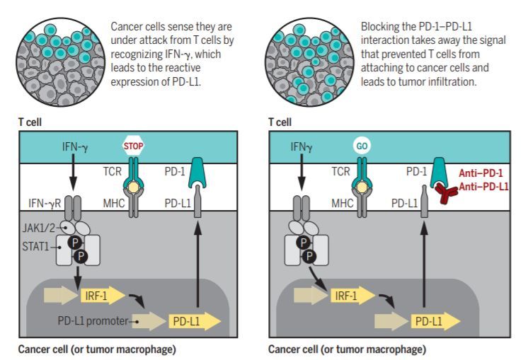 金牛区责任督学王玉兰到兴盛小学开展督导检查工作_beat365官网(图3) beat·365