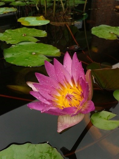 【beat365亚洲体育官方网站】明亮的灶台省煤气 每顿饭后随手擦(图1) beat365亚洲体育官方网站